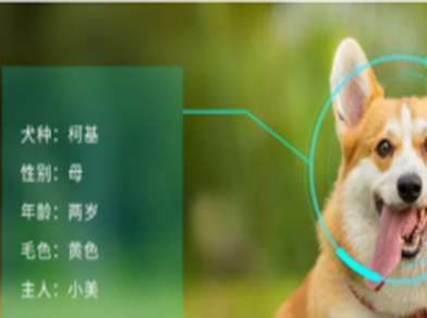 【宠物识别算法】- 支持适配芯片、优化算法、定制； -【新疆爱华盈通信息技术有限公司】