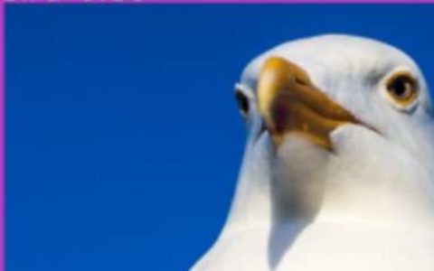 【动物细分类】- 海量真实数据训练，针对移动端深度优化； -【新疆爱华盈通信息技术有限公司】