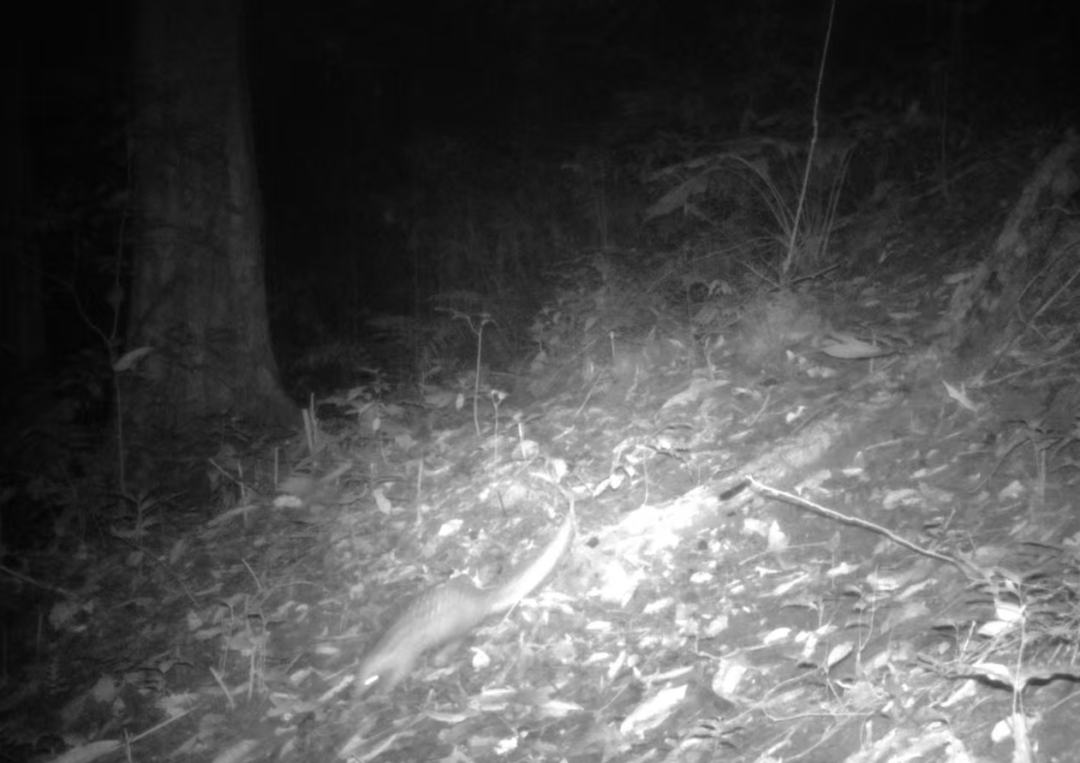 云南拍摄到中华穿山甲嗅探觅食瞬间:体形健壮,步伐稳定