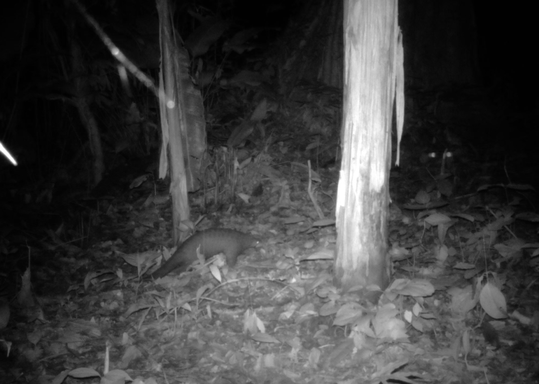 云南拍摄到中华穿山甲嗅探觅食瞬间:体形健壮,步伐稳定